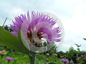 Lilac thistle flower