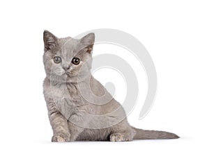 Lilac tortie British Shorthair kitten on white background