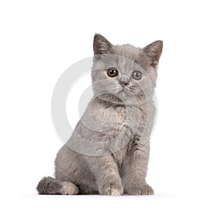 Lilac tortie British Shorthair kitten on white background