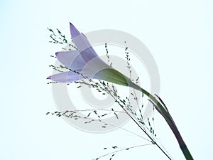 Lilac translucent flower against an almost white background.