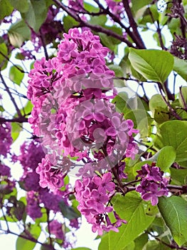 Lilac on a tree