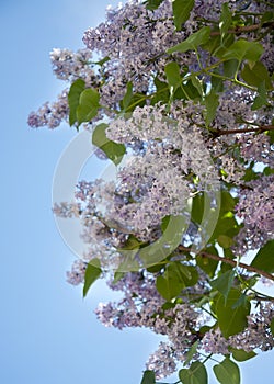 Lilac tree