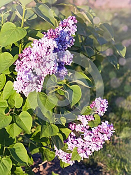 Lilac tree