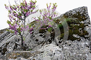 Lilac tree