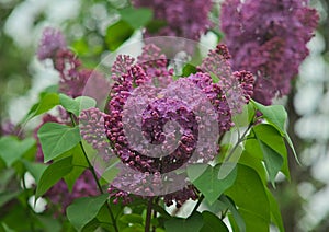 Lilac tree blooming violet flowers during spring time