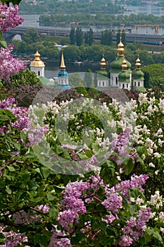 Lilac tree blossom in Kiev