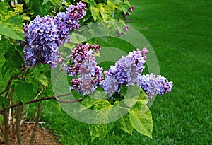 Lilac Tree Blossom