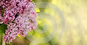 Lilac tree Blossoms in the spring garden. Beautiful soft Macro photo of purple lilac flowers with a blurred background.