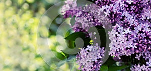 Lilac tree Blossoms in the spring garden. Beautiful soft Macro photo of purple lilac flowers with a blurred background.