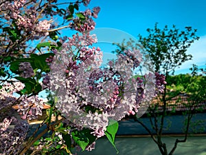 Lilac tree branch with blooming pink flowers