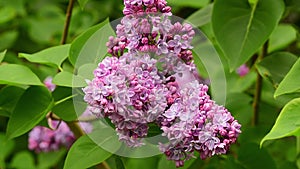 Lilac tree buds and flowers