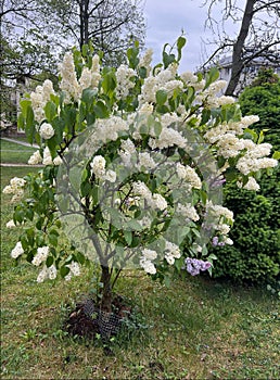 Lilac tree in the city park.