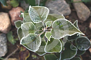 Lilac tree leaves covered with first hoar frost