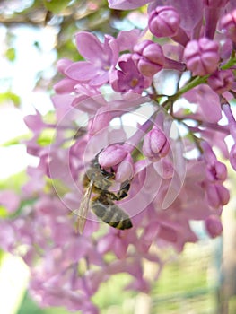 Lilac tree in spring with bee, Bulgaria