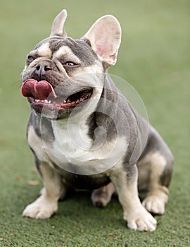 Lilac Trindle French Bulldog Puppy Male Panting and Sticking Tongue Out photo