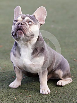Lilac Trindle French Bulldog Puppy Male Sitting and Looking Up photo