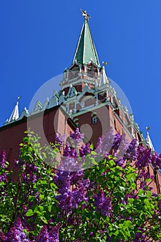 Lilac and Trinity Tower of Kremlin in Moscow, Russia