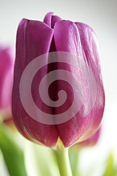 Lilac tulip