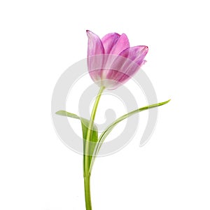 Lilac tulip flower head isolated on white