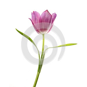 Lilac tulip flower head isolated on white