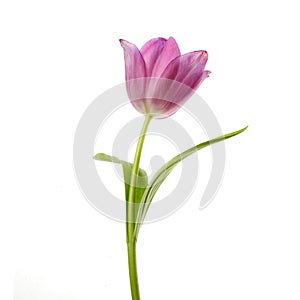 Lilac tulip flower head isolated on white