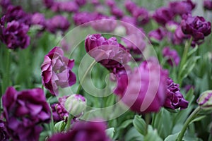 Lilac tulips grow on a glade. beautiful flowers. fresh plants