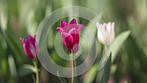 Lilac tulips grow up on green garden