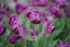 Lilac tulips. one tulip in an environment of others. macroshooting