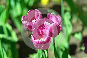 Lilac tulips on a sunny day on a green background. View from above. Tulip variety Bullit