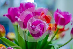 lilac tulips, tulips with shallow depth of field