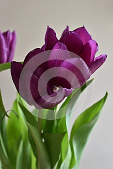 Lilac tulips photo