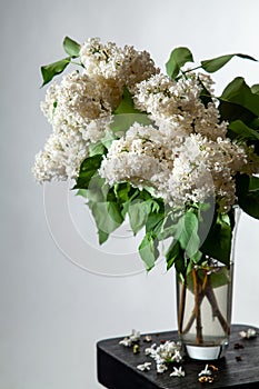 Lilac in vase on the gray background