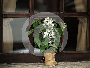 Lilac in vase near window