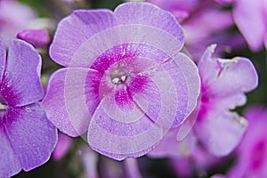 Lilac violet flowers close-up