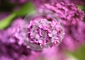 Lilac violet flowers close up photo