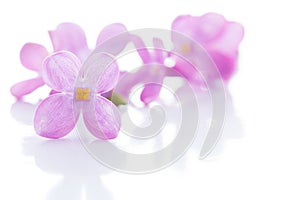 Lilac violet flowers isolated