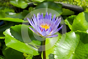 Lilac water lotus between green leaves