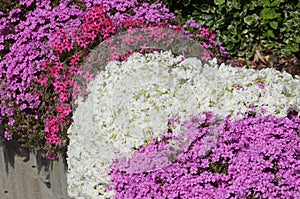 Lilac and white aubrietia