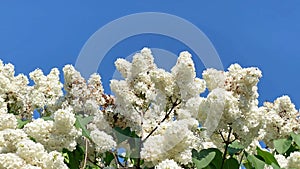 Lilac white flowers branch blue sky