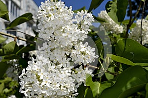 Lilac. white lilac flowers. bush with white queets.
