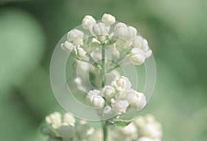 Lilac white macro photo