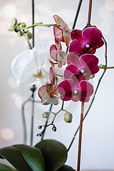 Lilac and white orchids. Inflorescence of purple and white orchid flowers on the branches with leaves. photo