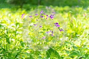 Lilac wild flowers in a spring meadow on a sunny May day