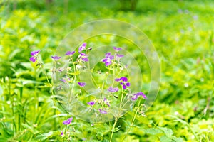 Lilac wild flowers in a spring meadow on a sunny May day