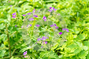 Lilac wild flowers in spring meadow on a sunny May day