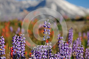 Lilac Wild Flowers at Volcano Mount St. Helens Oregon USA