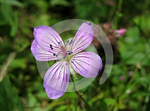 Lilac Wildflower. Woodland Geranium