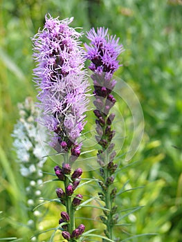 Lilac wildflowers