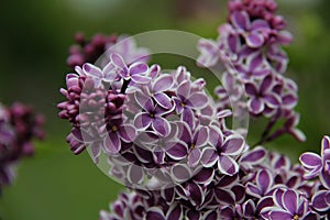 Lilac Wonder Lilac Flower at the Royal Botanical Garden of Burlington, Ontario