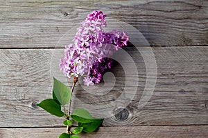 Lilac on wood